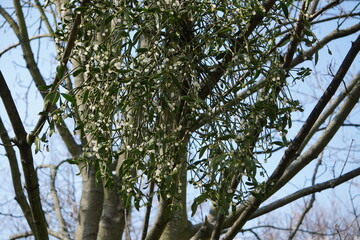 Jemioła rosnąca na drzewie © Adam