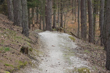 Ścieżka rowerowa w czeskim lesie (Jesioniki) © Adam