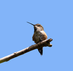 Rufous hummingbird close up perched on a branch blue sky background