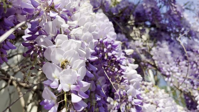 bee on wisteria flowers  - stock video