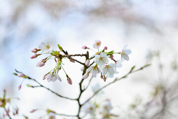 Blooming Sakura branch on spring day, closeup