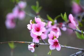 Fototapeta na wymiar Blooming Sakura branch on spring day, closeup