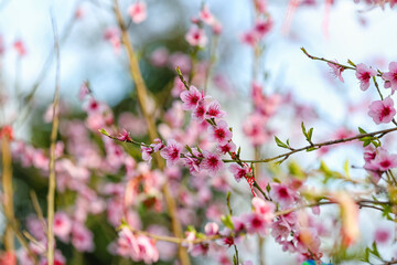 Blooming Sakura branches on spring day, closeup