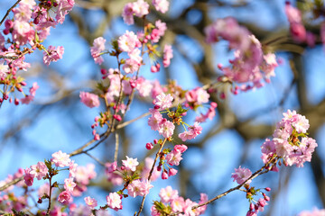 Blooming Sakura branches on spring day, closeup