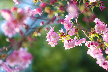 Fototapeta na wymiar Blooming Sakura branches on spring day, closeup