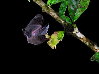 Pallas's long-tongued bat  approaching Calabash tree flower  at night, drinking nectar, Costa Rica 