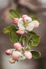 Apple tree blossoms 