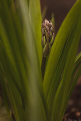 close up of a plant