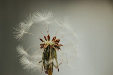 dandelion seed head wish