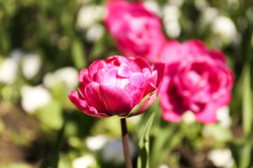 Bright pink tulips on spring day, closeup