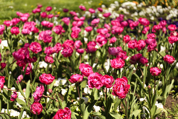 Bright pink tulips on spring day, closeup