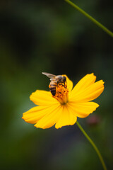 bee on yellow flower