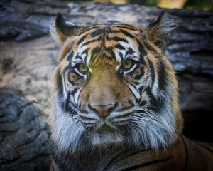 portrait of a tiger