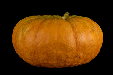 Orange pumpkin contrasts elegantly against a sleek black background. Isolation on black. Closeup 