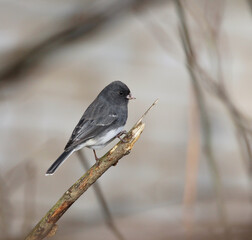 small gray bird perched on wood branch Dark-eyed junco