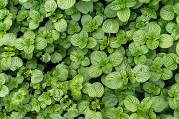 Obraz premium Planta medicinal de cerca, hierba Melisa, nombre científico Melissa