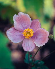 pink and white flower