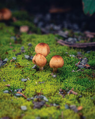 mushroom in the forest