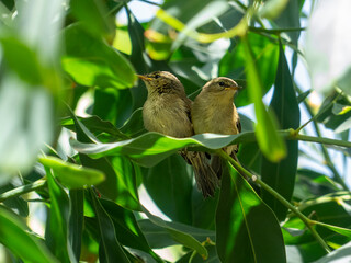 Dos Pichones de Canarios en primavera