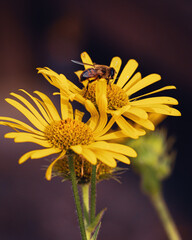 bee on flower