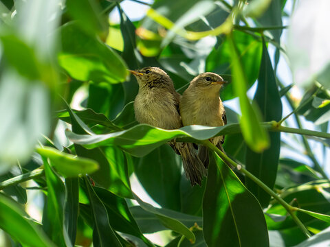 Dos Pichones de Canarios en primavera