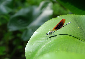 初夏のカワトンボ