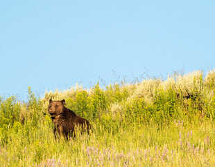 Collared Mother Grizzly Bear Surveys the Area around her grazing family