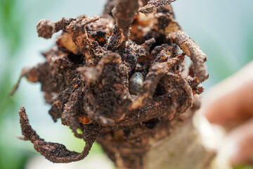 コガネムシの幼虫に食べられた金のなる木の根っこ