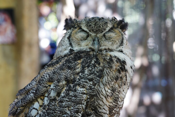 Close-up of Horned Owl sitting on the branch