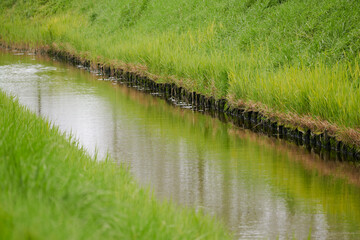 Landscape view of green coast of water canal in Holland