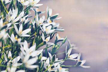 Small white flowers in spring over blurred purple background with copy space