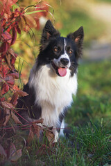 Adorable black and white Border Collie dog posing outdoors sitting on a green grass next to a red Virginia creeper plant in autumn
