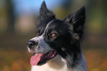 The portrait of an adorable black and white Border Collie dog posing outdoors in autumn