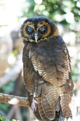Close-up of a Brown Wood Owl sitting on the branch