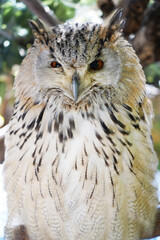 Close-up of a Western Siberian Eagle Owl sitting on the branch