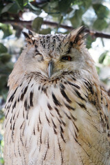 Close-up of a Western Siberian Eagle Owl sitting on the branch