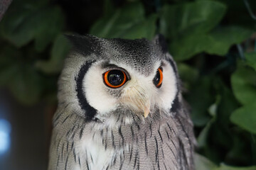 Close-up of a White Faced Owl sitting on the branch