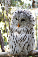 Close-up of Ural Owl sitting on the branch