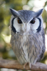 Close-up of a White Faced Owl sitting on the branch