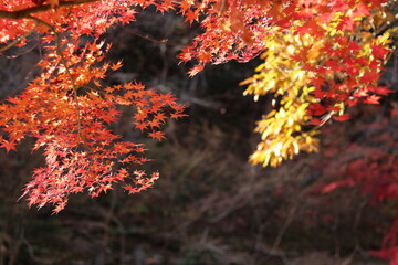 紅葉