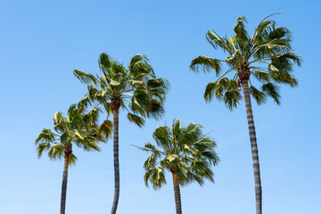 Fototapeta premium Palm Trees