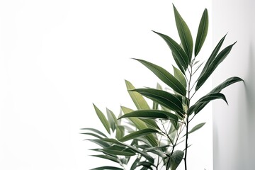 Fototapeta na wymiar Green plant in the corner on white plain wall minimalist background AI Generated