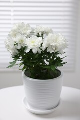 Beautiful chrysanthemum plant in flower pot on white table indoors