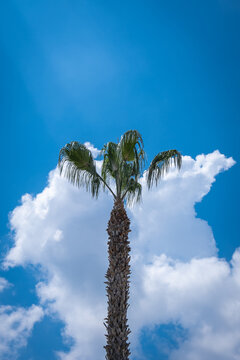 newly pruned palm tree. branches and leaves.