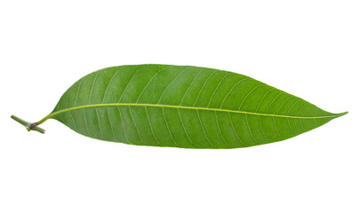 Fototapeta na wymiar maprang leaf transparent png