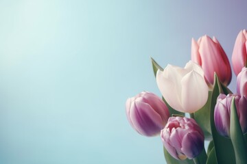 Colorful tulip flower copy space in plain pastel color background ai generated
