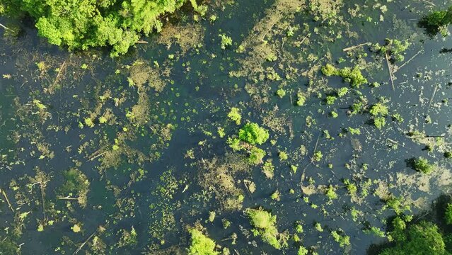 Aerial view video top down Drone fly over swamp or lake in beautiful sunrise or sunset sky, Amazing nature view in the morning at Klong root lake Krabi Thailand