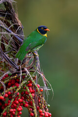 Orange-breasted Fruiteater