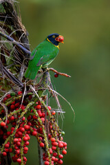Orange-breasted Fruiteater