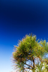 Beautiful evening sky with the evergreen tree at the beach - Assateague, MD, USA